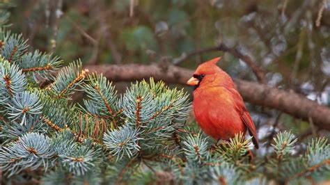 Download wallpaper 1366x768 red cardinal, bird, branch, needles tablet ...