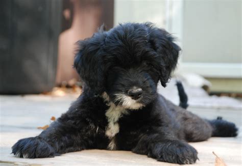 Black Portuguese Water Dog Puppies