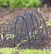 Image result for Cloche for Garden