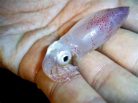 Baby Octopus Pet