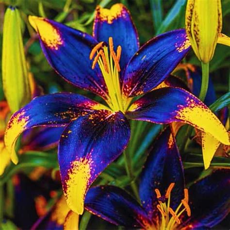 YGHESFDE Lily Bulbs for Planting,Lily Bulbs Bulk,Tiger Lily Bulbs ...