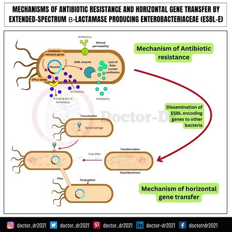 ESBL Bacterial Infections: Causes, Detection, and Treatment of UTI, E ...