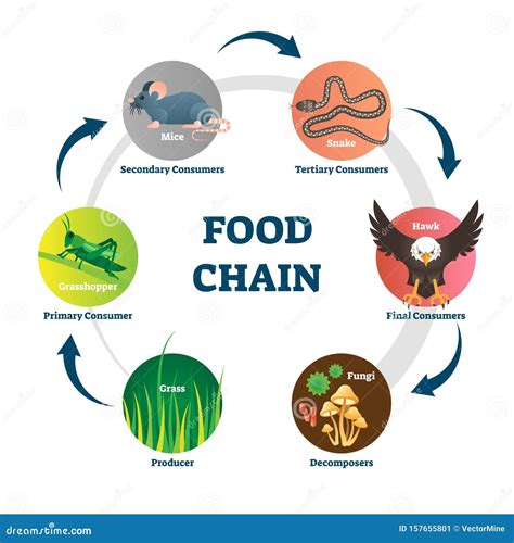 Food Chain Vector Illustration | CartoonDealer.com #61058474