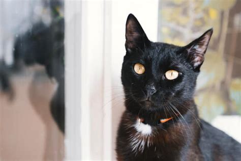 Image result for Gray Cat Rust