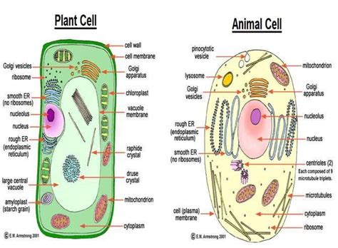 sketch and describe in your own words the plant cell and animal cell ...