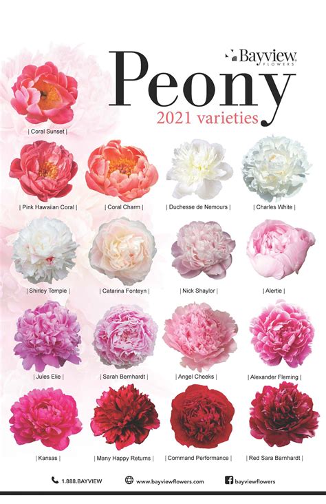 Varieties of Peonies Poster