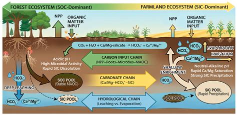 A Dual Soil Carbon Framework for Enhanced Silicate Rock Weathering ...