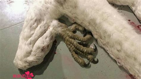 重生洪荒之九爪蛟龙重生洪荒之九爪紫金龙2022已更新今日资讯