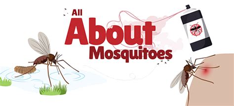 Mosquito Ecology | Ask A Biologist