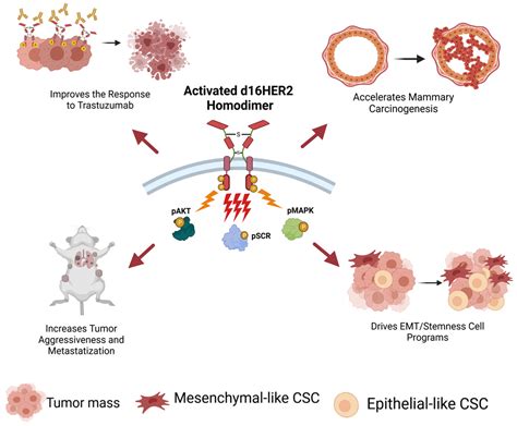 HER2 Signaling and Breast Cancer Stem Cells: The Bridge behind HER2 ...