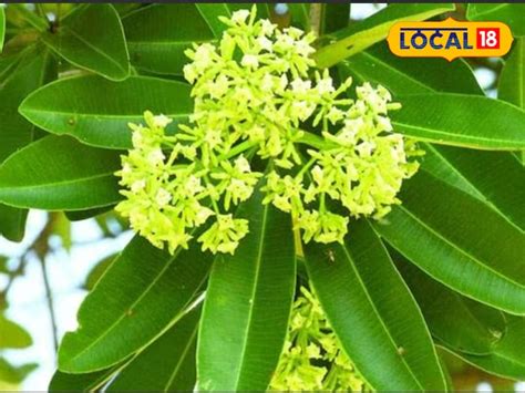 नपुंसकता और शारीरिक दुर्बलता को दूर कर देता है ये पौधा! कई बीमारियों के ...