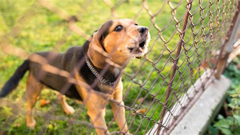 5 Ways to Solve Your Dog’s Barking Problem - Savory Prime Pet Treats