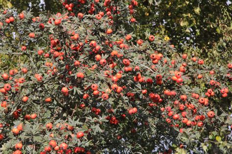 Crataegus tanacetifolia | Pan Global Plants