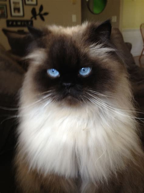 Himalayan cat ~ Beautiful | Beautiful cats, Himalayan cat, Himalayan ...