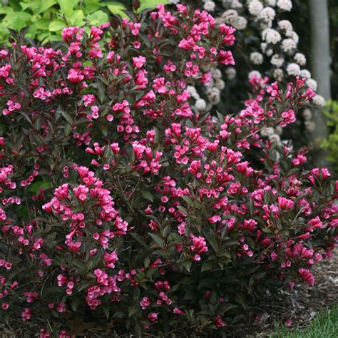 Wine and Roses Weigela for Sale | Perfect Plants