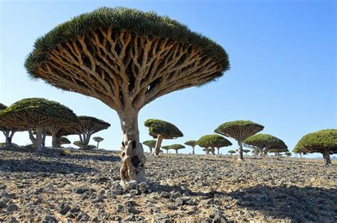 索科特拉岛上的独有的龙血树，树龄高达8000岁！ - 知乎