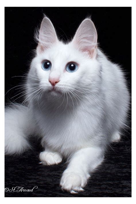 Cat Shows | Turkish Angora Cats And Kittens - Chateaumane Turkish Angoras