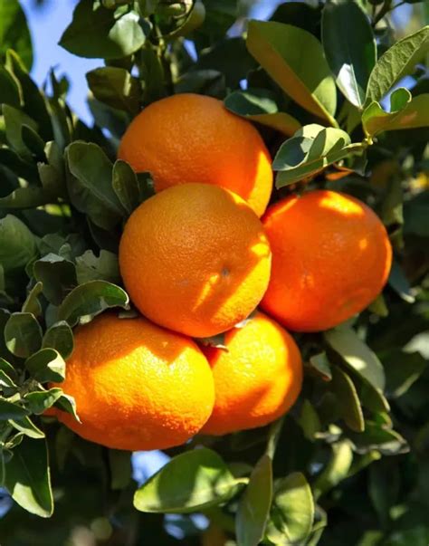 DREAM PLANT Hybrid Mandarin Orange | Grafted Plant (1.5-2 Feet Height ...