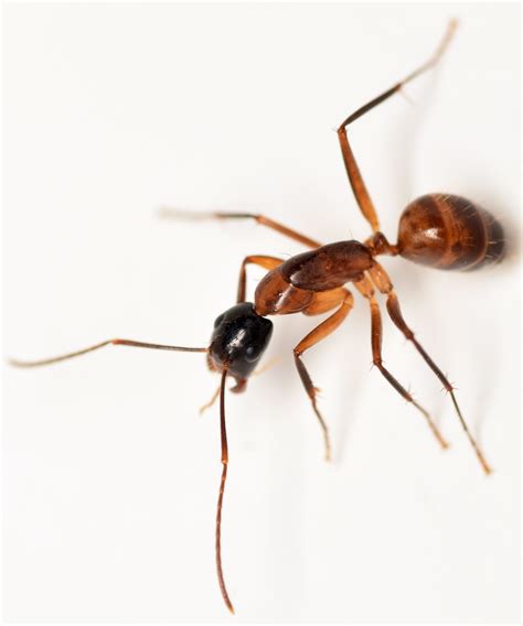 Florida Carpenter Ant Frass
