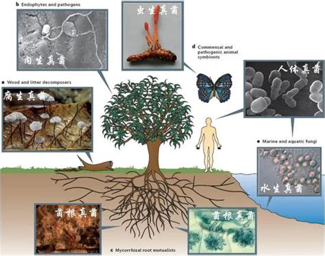 植物一种长在银树上的大架子真菌生长高清图片下载-正版图片307509920-摄图网