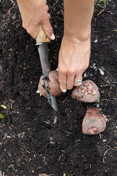 Your Quick & Easy Guide to Growing Potatoes in Raised Beds • Gardenary