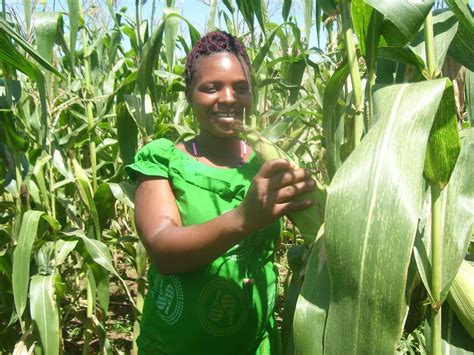 Youth Leadership in Agriculture : Skilling 2000 youth in beans, maize and Apiary and linkages to ...