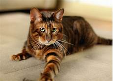 cat breed five cat breeds for the yuppie associate attorney greedy cat breed five cat breeds for the yuppie associate attorney greedy