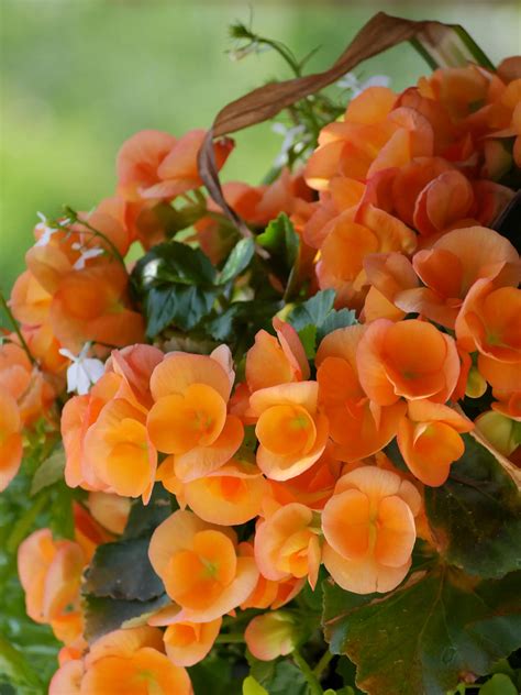 Home - Ferncliff Cemetery