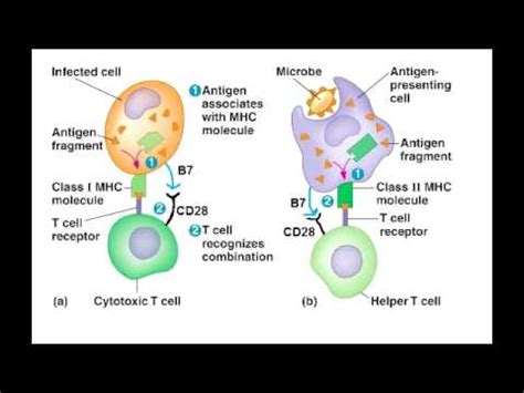Cytotoxic T-cell Activation 的图像结果