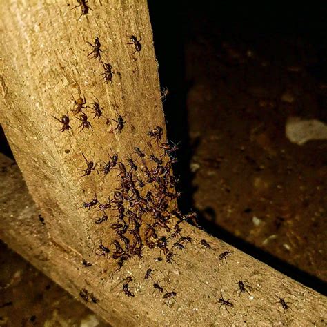 Wood-Destroying Insect - Bugz Bug Me
