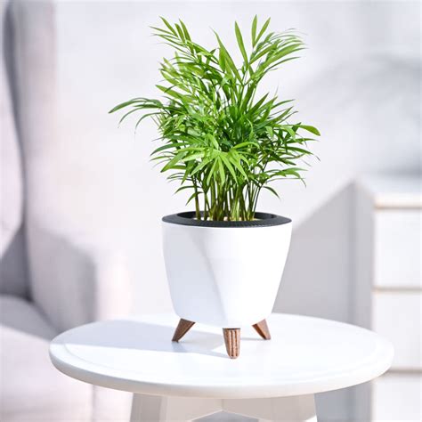 10 Ways In Which Snake Plants Benefit You – Ugaoo