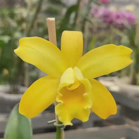 Cattleya Golden Chieftain Orchid Plant - BS