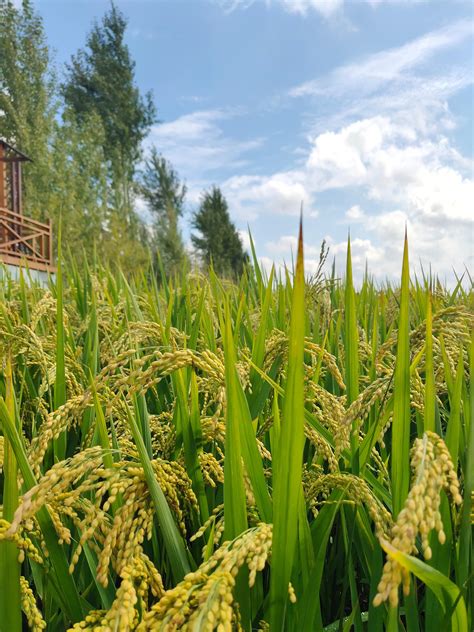吉林省吉林市永吉县万昌镇位于北纬43°，是世界黄金水稻带的中央|万昌镇|永吉县|水稻_新浪新闻