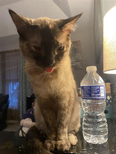What Nicknames Do You Guys Give Your Cat? : r/cats