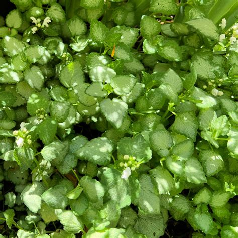 Green Ground Cover Plants