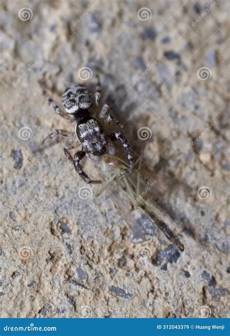 Closed-up of a Jumping Spider Bites a Fly Stock Image - Image of horror ...