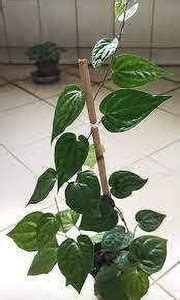 ABEFARIYA Betel Leaf Plant Price in India - Buy ABEFARIYA Betel Leaf ...