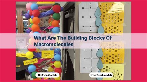 Image result for Macromolecules Building Blocks