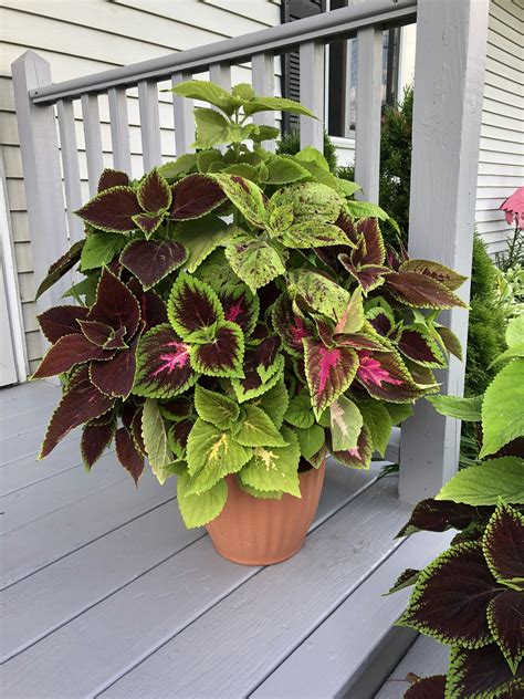 Shade Garden Plants in a Potted Plant