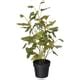 FEJKA artificial potted plant, in/outdoor Butterfly plant, 9 cm (3 ½ ...