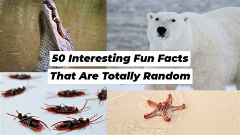 Image result for Random Easy Facts