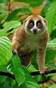 Image result for Pygmy Slow Loris Baby