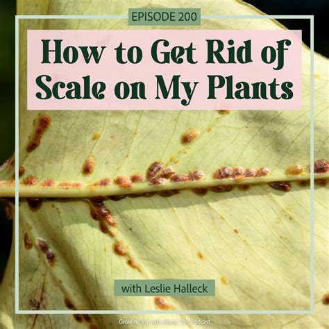 How to Get Rid of Scale on My Plants - Growing Joy with Maria