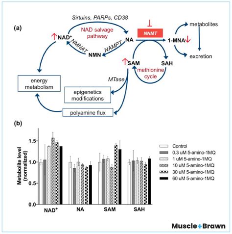 5-Amino 1MQ Guide - Peptide Dosage And Real-Life Results