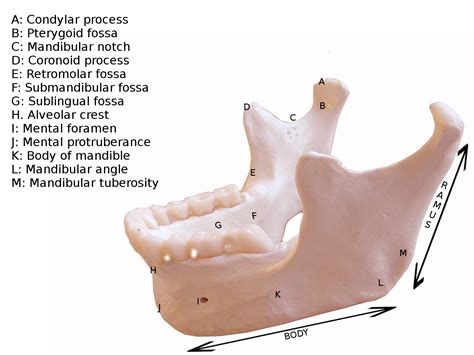 Anatomy, Head and Neck, Mandible Article - StatPearls