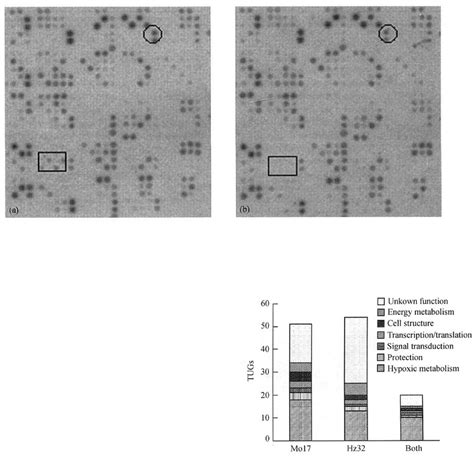 cDNA Microarray 的图像结果