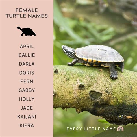 310+ Best Turtle Names (Cute, Funny, and Turtle-ly Awesome) - Every ...