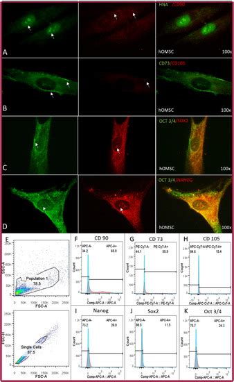 Can Human Oral Mucosa Stem Cells Differentiate to Corneal Epithelia?