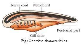 Animal kingdom revision notes - NEET PDF Download
