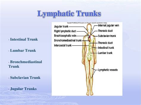 Image result for Lymph trunk Lymphatic System